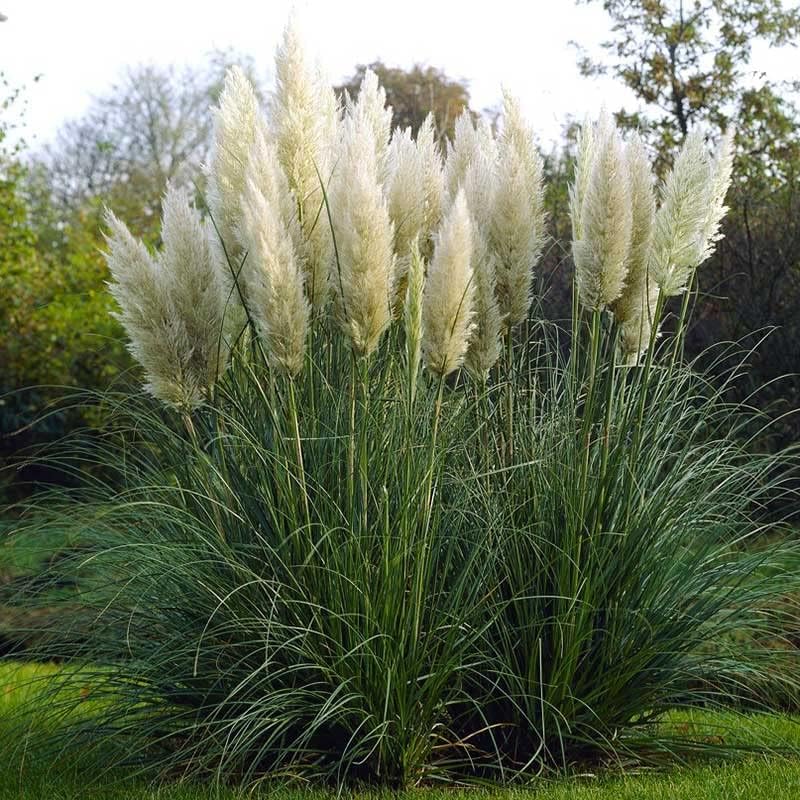 Semillas de césped - Pampas Plume White - Paquete - Semillas de hierba blanca, fáciles de cultivar y mantener, crecimiento rápido, jardín en