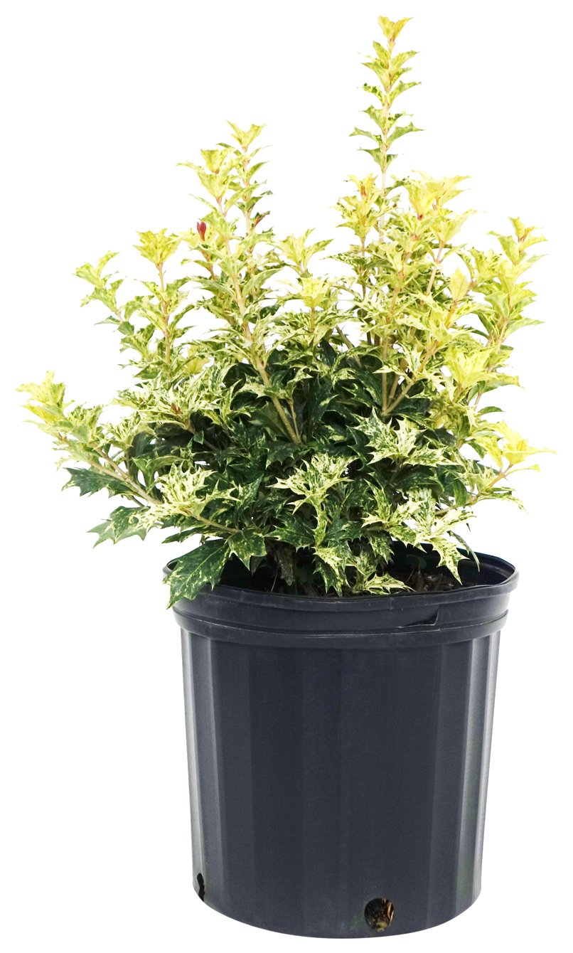 Goshiki False Holly 2 Gal