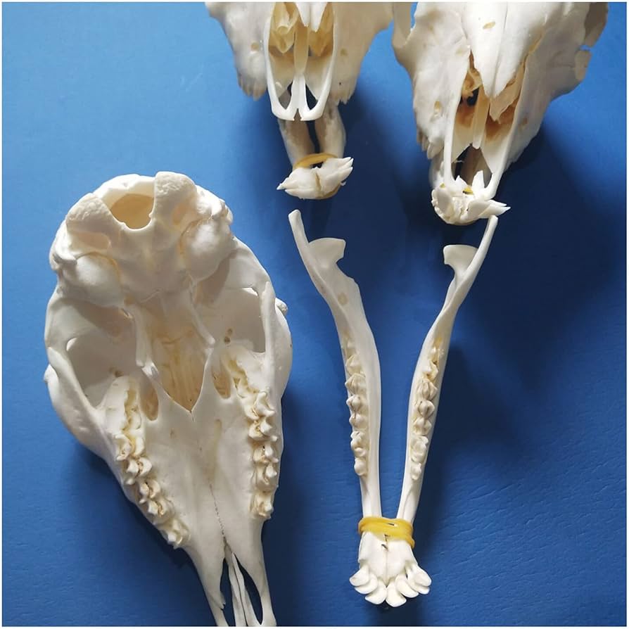 羊の頭骨　標本 71GBXOiYKKL._UF894,1000_QL80_.jpg