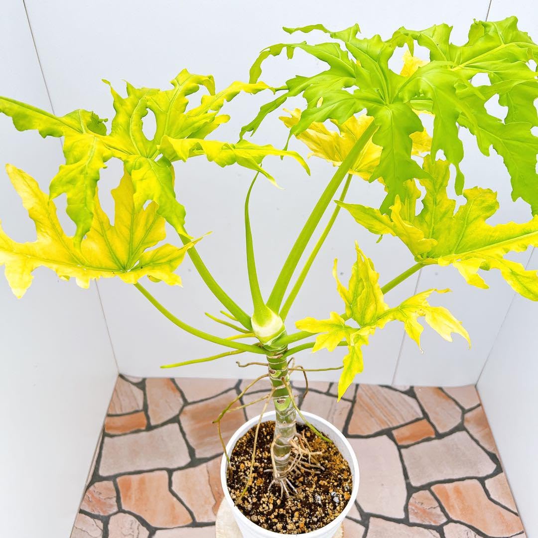 Amazon｜フィロデンドロン セローム ゴールドリーフ 1 根上り