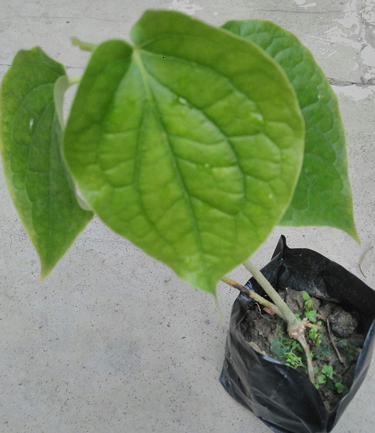 greEen Earth™ Chui Jhal Choi Jhal Piper Chaba Live Plant (1 Piece) (B0B3F9LK68) Amazon Price History, Amazon Price Tracker