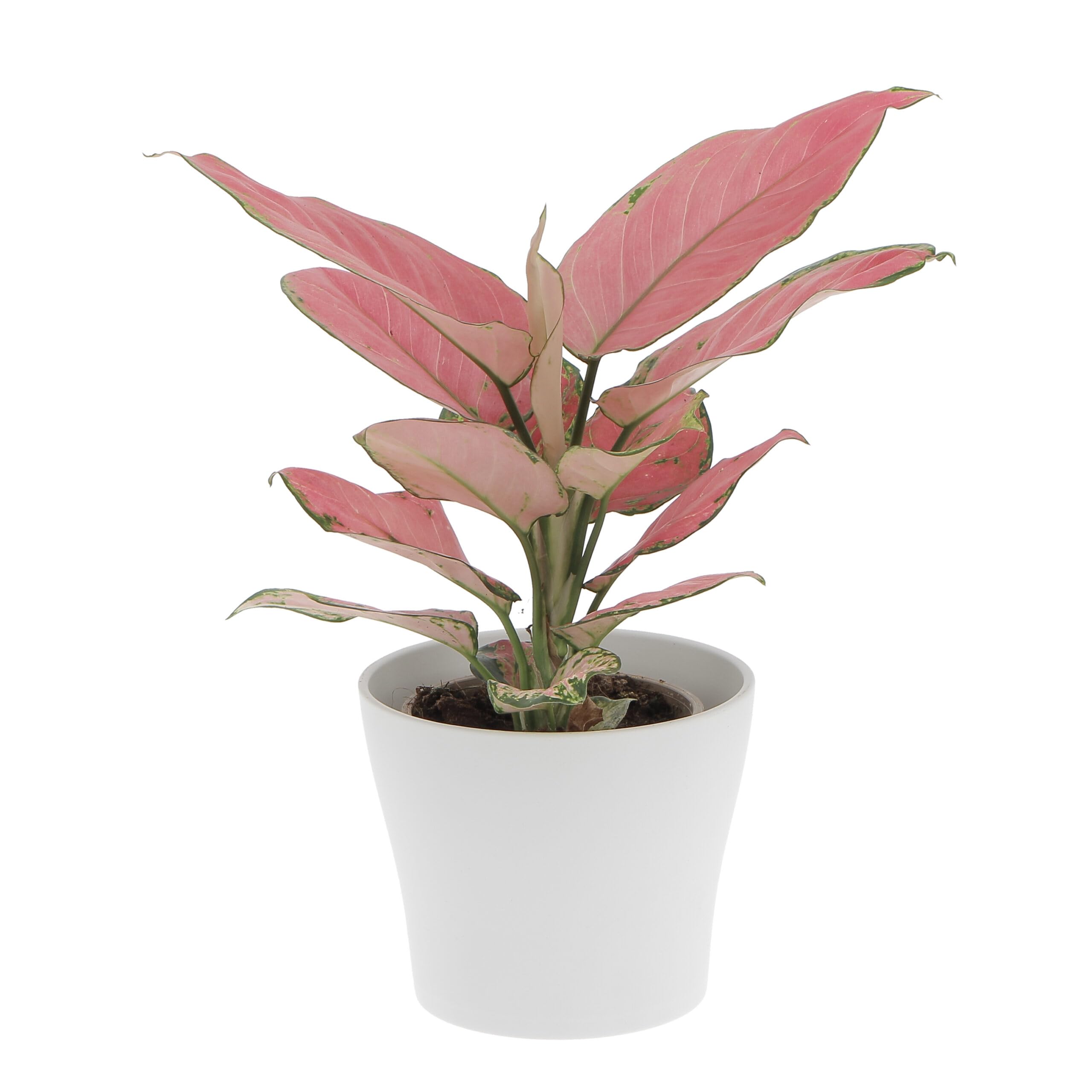 KENTIS - Aglaonema Pink Star - Piante da Interno Vere - Piante Purifica Aria da Appartamento - H 20-30 cm Vaso Ø 12 cm