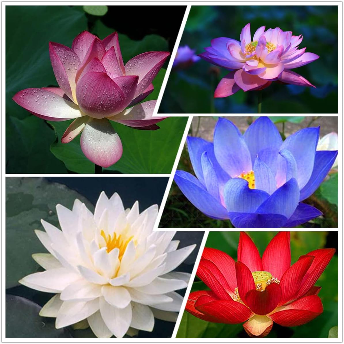 Lotus Seeds for Planting 30 White Pink Lotus Flower Seeds for Indoors