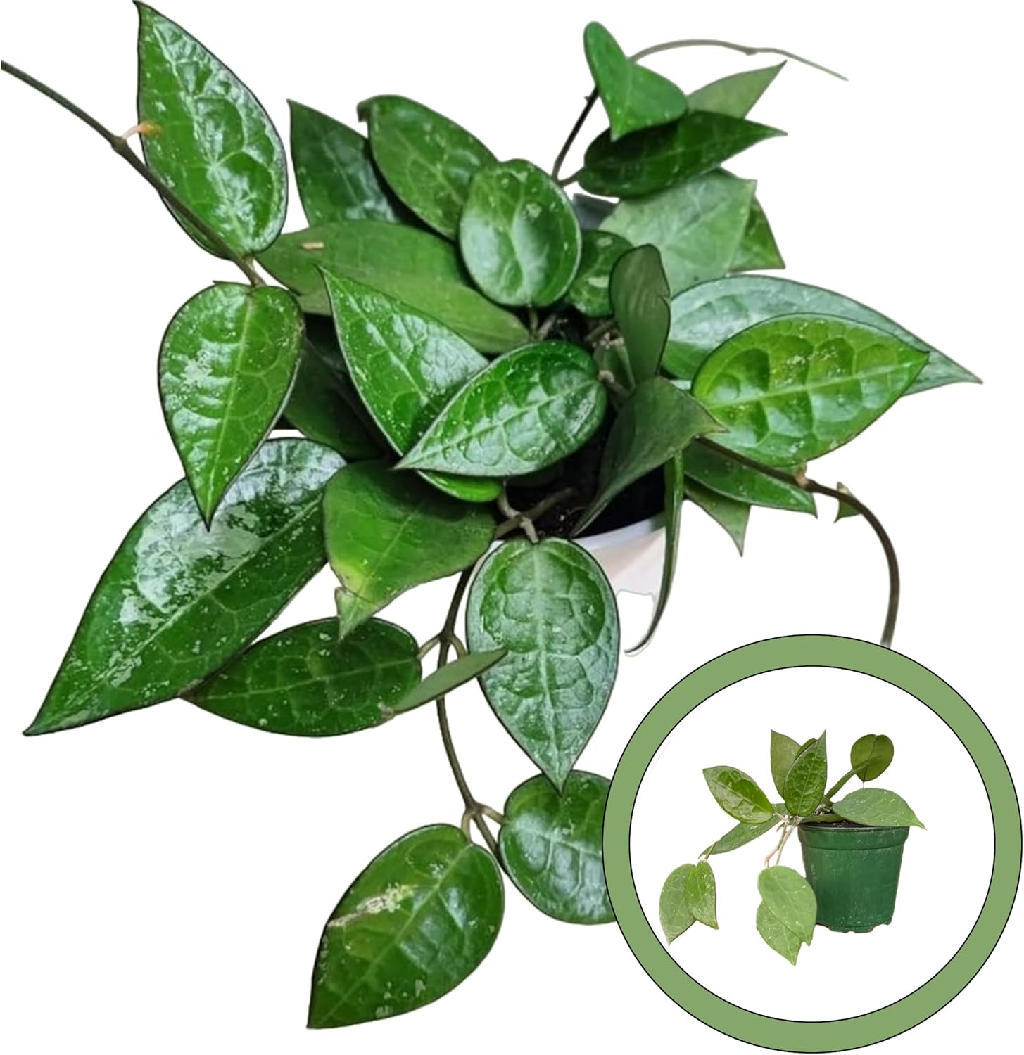 Generic Hoya Black Margin 4” Pot, Natural