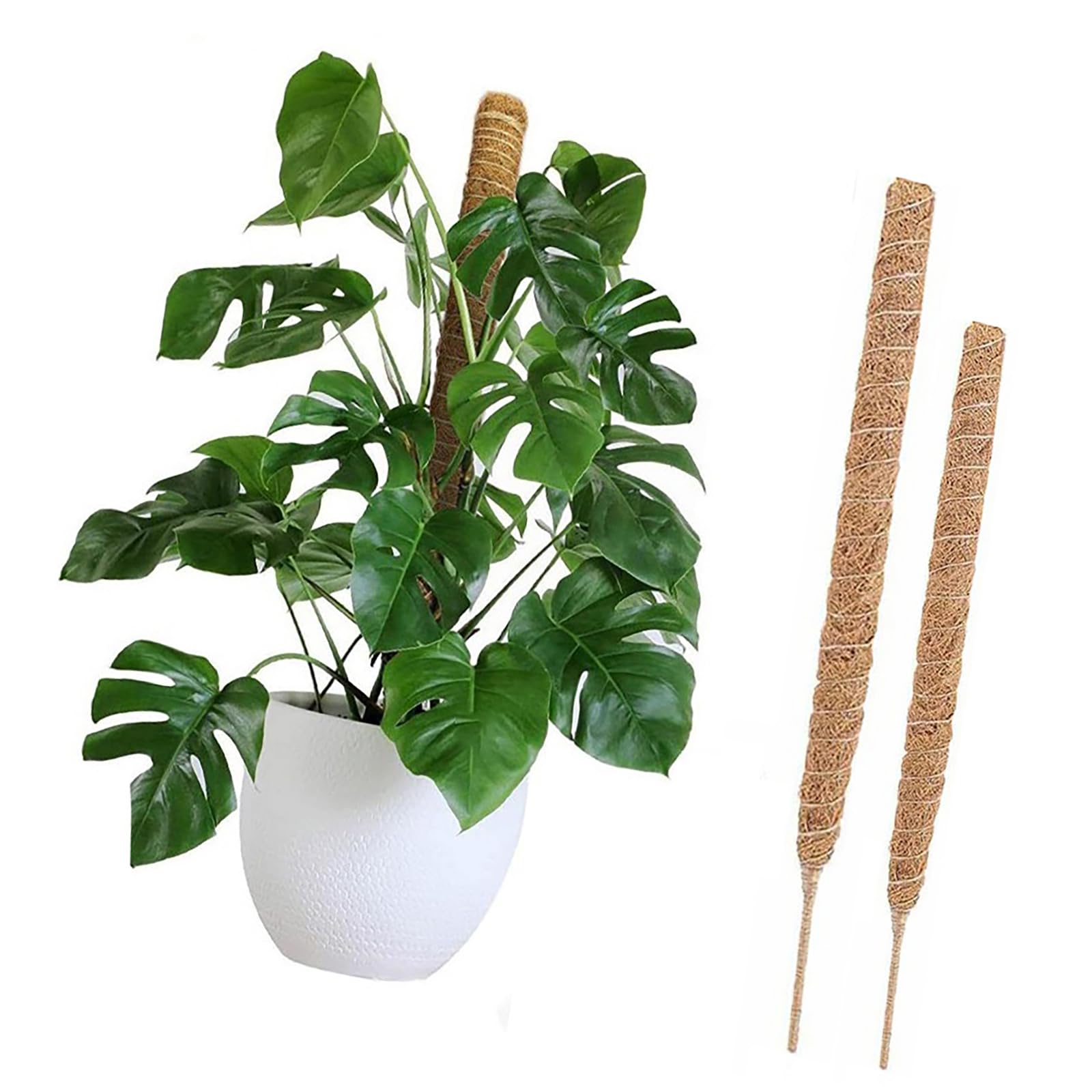 極めて希少 アミドリウム メディウム モンステラ 支柱 観葉植物 極希少 アミドリウム メディウム モンステラ 支柱 観葉植物 - メルカリ