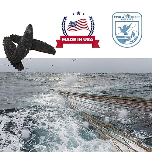 Vista 14 de DOL Wild Caught, pasador negro atlántico secado al sol, pepino de mar, 120-150 unidades, 3-4 años, totalmente natural, nutritivo, (pequeño, 1 libra)