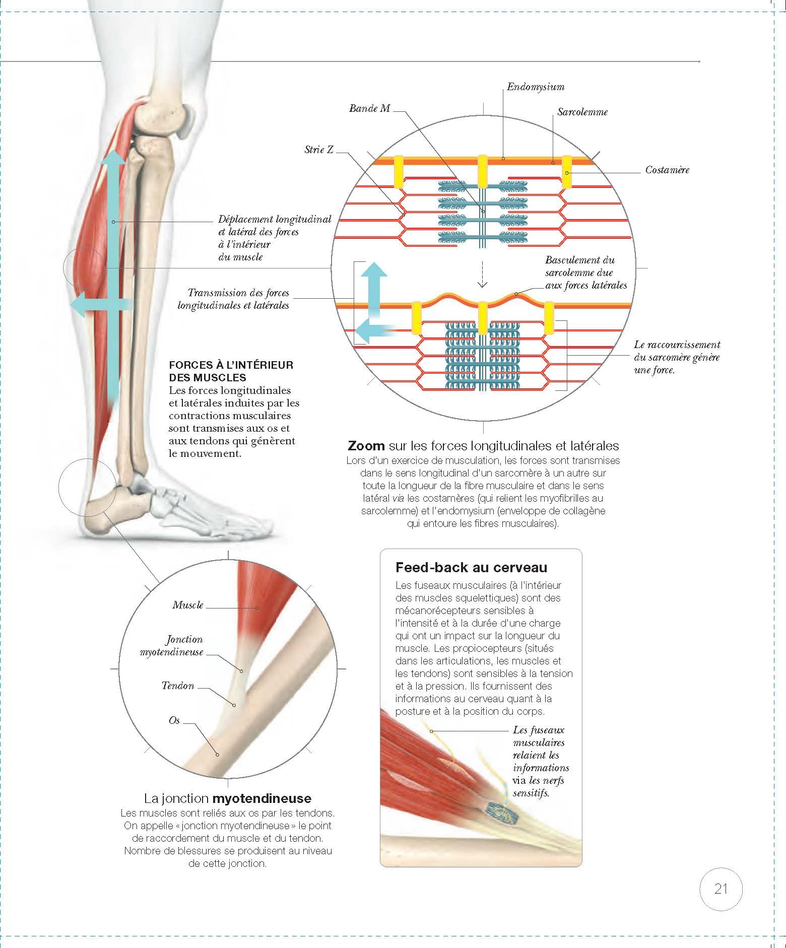 La science de la musculation: Comprendre l'anatomie et la physiologie pour sculpter son corps