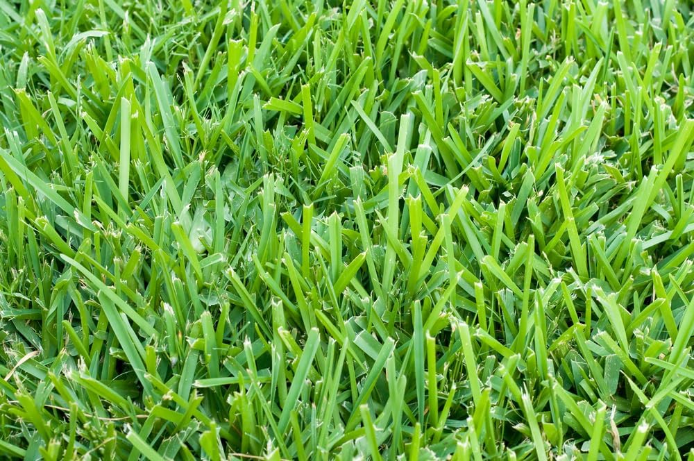 Bermudagrass Seeds for Planting - Great for Yard and Lawn Grass (3 Pounds)