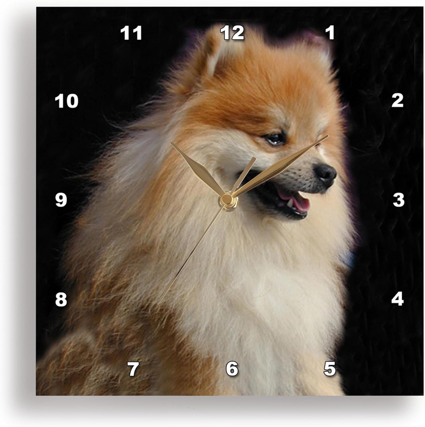 3dRose Wall Clock Silent - 15 inch - Pomeranian Portrait - Dogs Pomeranian