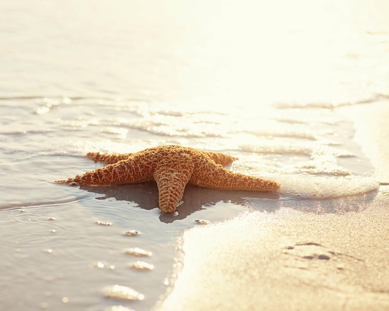 Ocean Photograph Starfish Art Beach Fine Art Photography Print Large Beach Cottage Wall Art Living Room Art