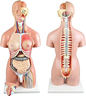 LAZRJ 55Cm Dual-Sex Human Torso Anatomical Model 22 Removable Parts W/Open Back |Open Back Exposes Muscular Layers, Vertebral Volume, Nerve Branches