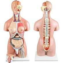 Human Body Torso Model 55 cm 22-Piece Dual Sex Human Torso with Open Back Open Back Exercises Muscle Layers Vertebral Volume Nerve Branches