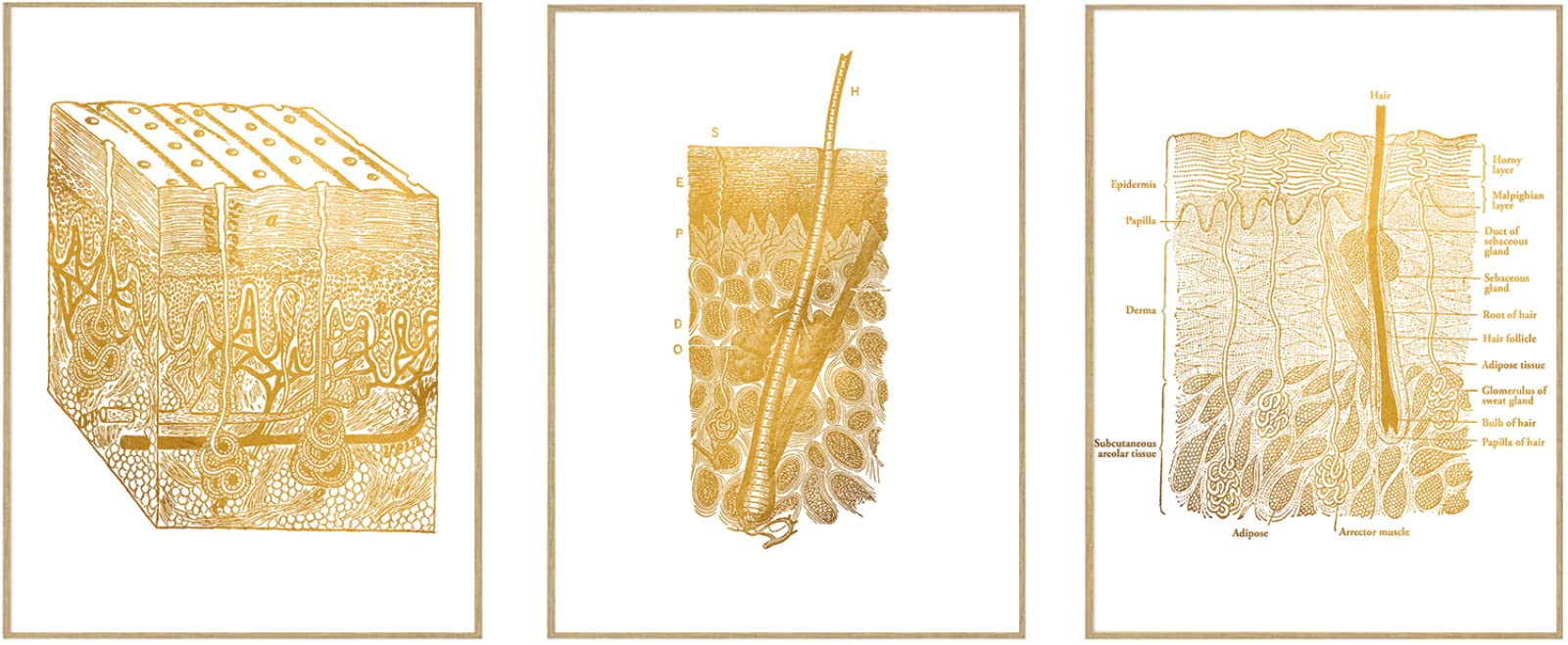 Mular Gold Skin Anatomy Dissection Histology Anatomical Charts Posters Canvas Print Wall Pictures For Education Home Decor-40x60cmx3P