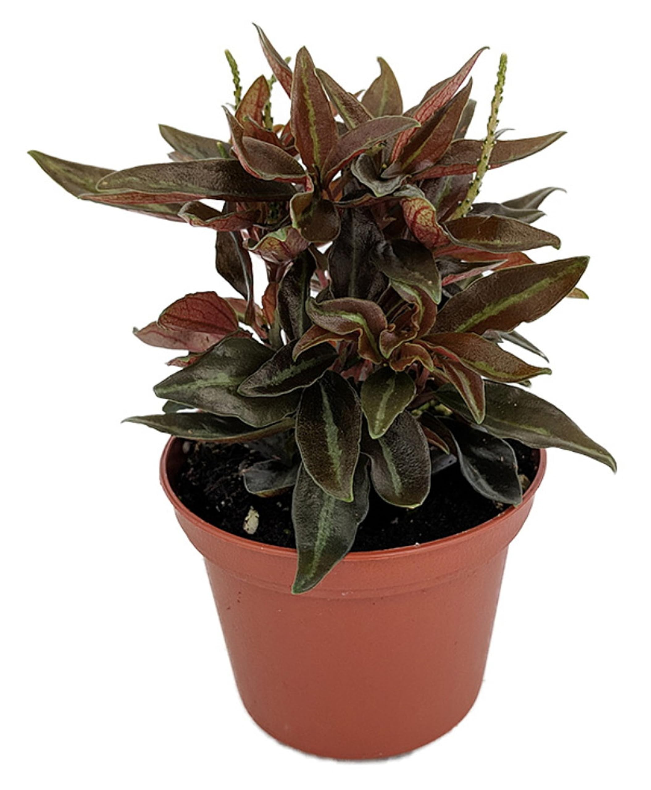 Amazon.com : Dragon Tongue Plant - 3 Live Starter Plants