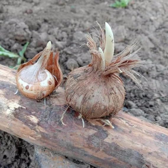 Ornament Crocus Bulbs Mix for Planting Now UK/Strong Plants That Grow Well/Natural Organic/Greening Flower/Good for Containers/Cut Flowers/Wedding Flowers.-5bulbs-D