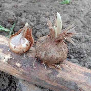 Ornament Crocus Bulbs Mix for Planting Now UK/Strong Plants That Grow Well/Natural Organic/Greening Flower/Good for Containers/Cut Flowers/Wedding Flowers.-5bulbs-D