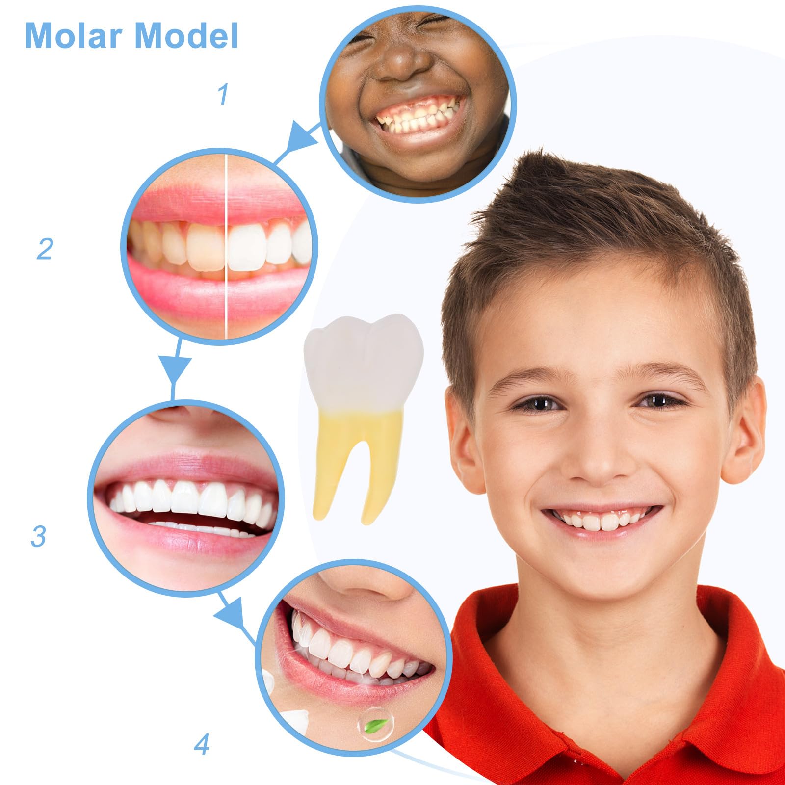 Modello di molare dentale: Denti didattici in ambito medico - Campione di dente umano - Modello dimostrativo per la salute orale, ideale per cliniche odontoiatriche, aule e corsi di