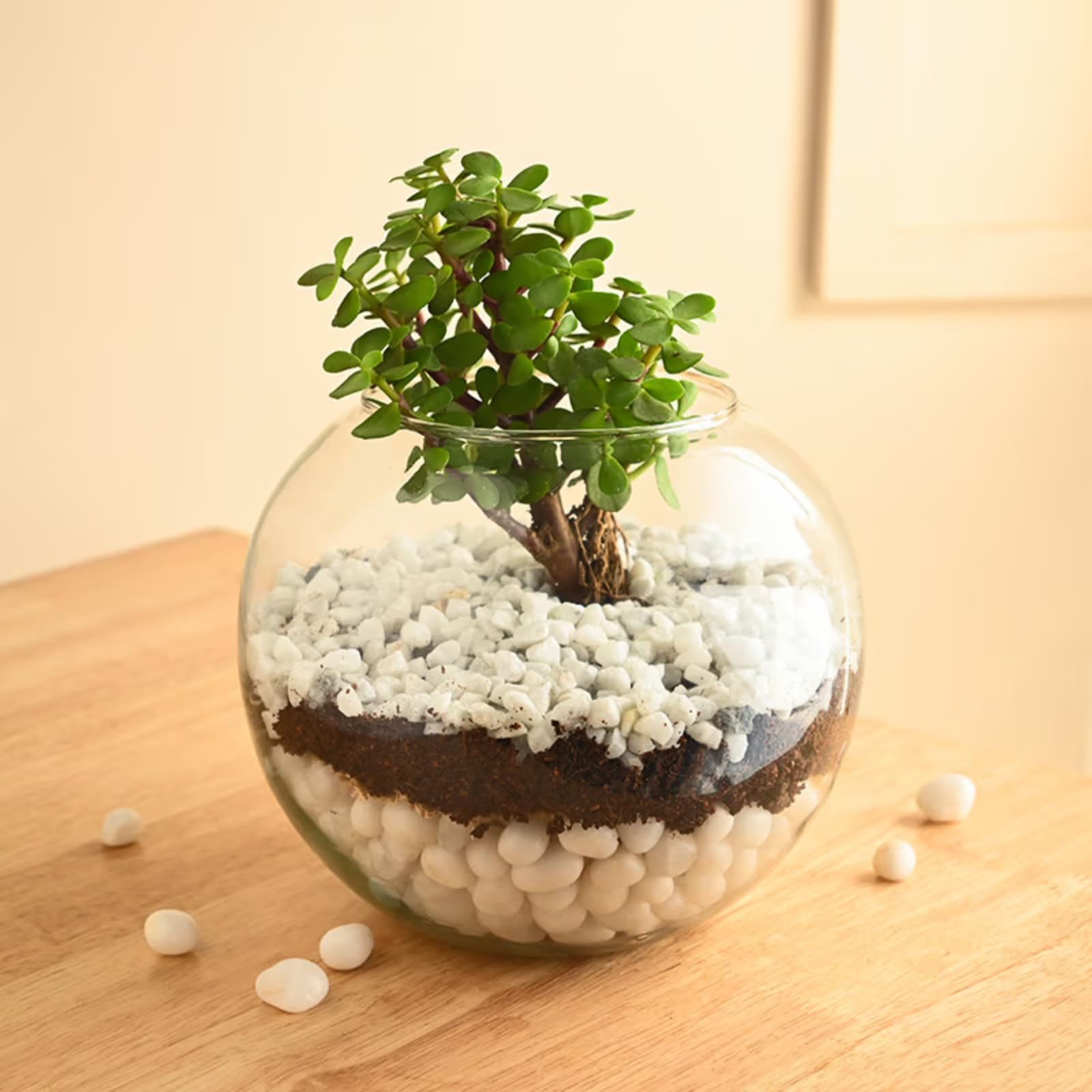 FlowerAura Designer Live Terrarium Good Luck Jade Plant In Glass Pot With Pebbles For Living Room, Balcony, Bedroom, Office/Home Decor, Birthday Gift, Anniversary Gift, Diwali Gift (Same Day Delivery)-image-3