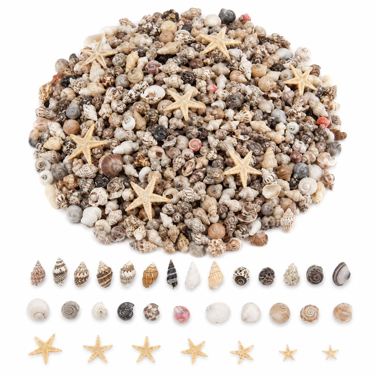 CSLGDMAI 1221 PCS Mini Sea Shells and Starfish for Crafts