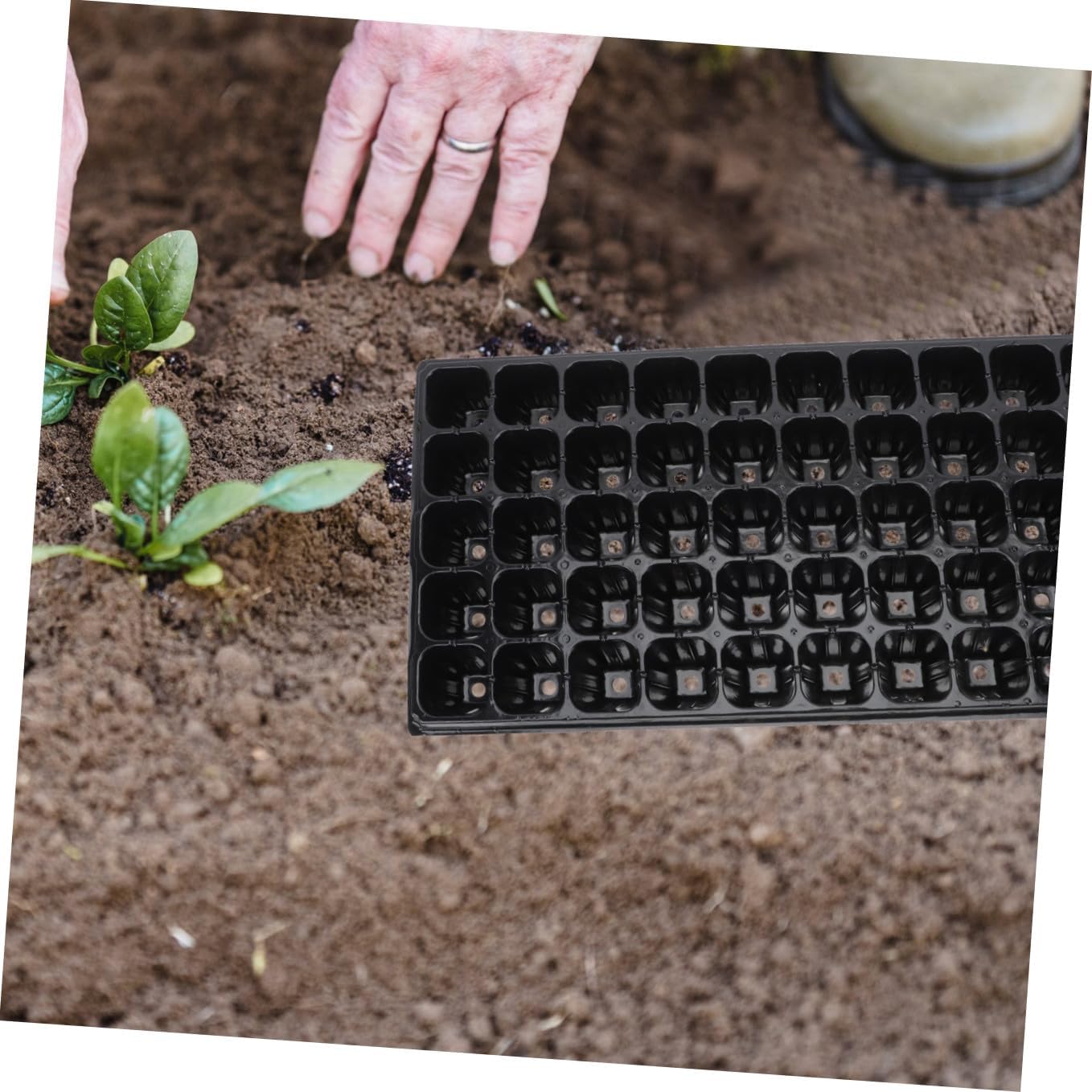 BESTonZON 10pcs Thickened Plant Germination Boxes Vegetable Seedling Starter Trays 50-Cell Nursery Plates for Greenhouse Gardening and Seed Sprouting