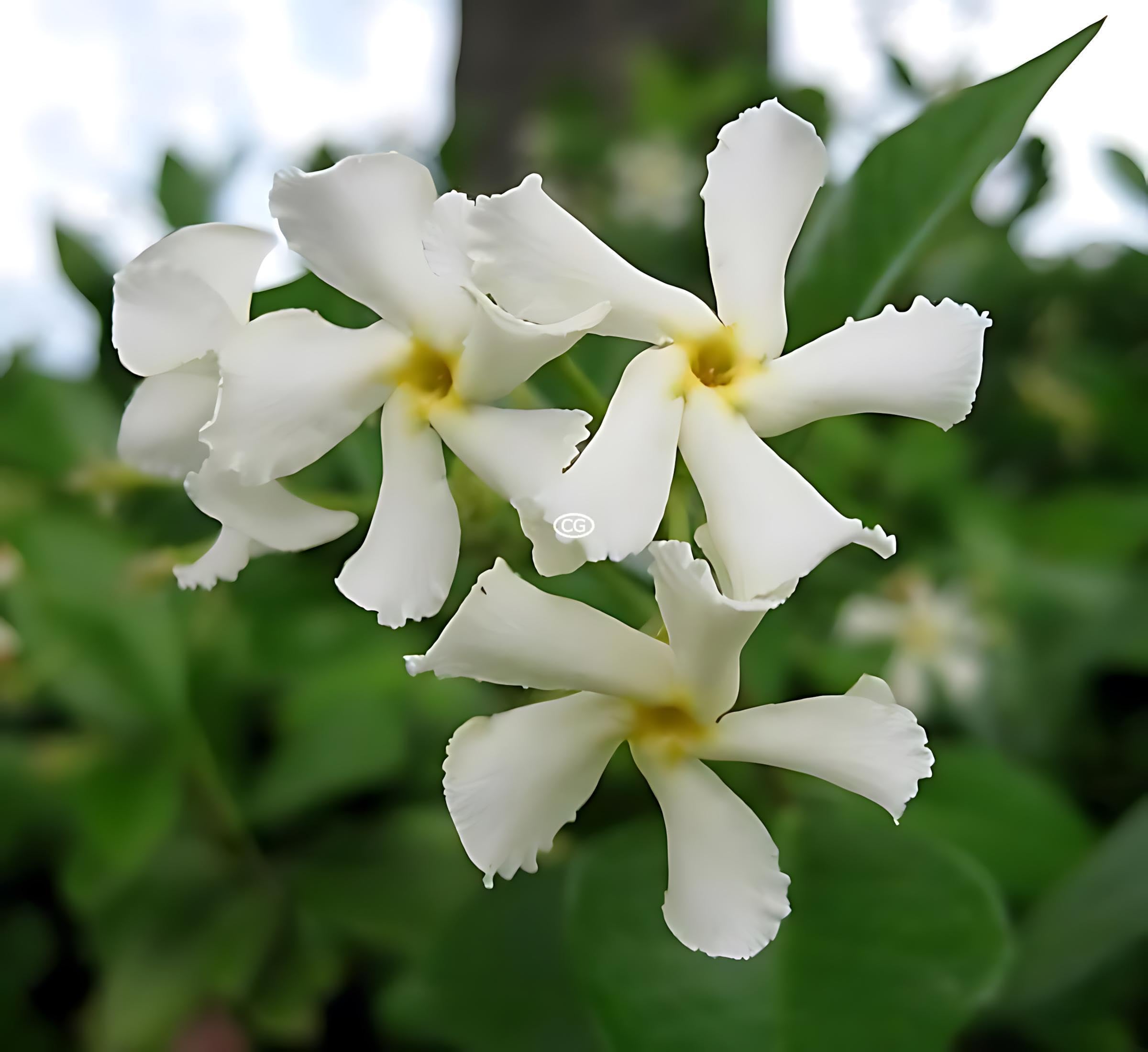 Amazon.com : Classy Groundcovers, Asiatic/Dwarf Asian/Minima