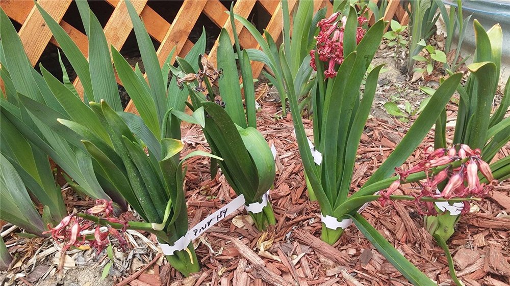 Duurzame plantenlabels: 20 stuks met stift | Makkelijke Moestuin