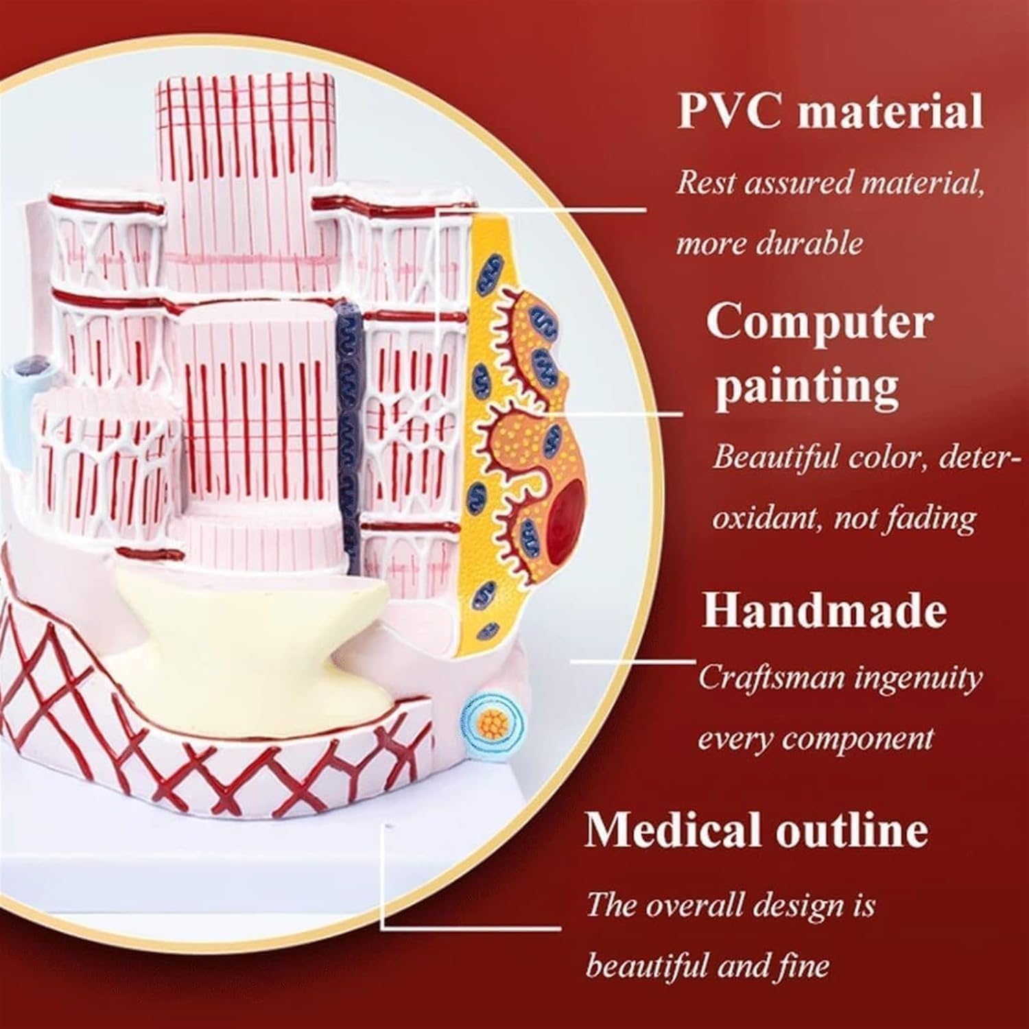 Xiaoxu Modello anatomico di Fibre muscolari scheletriche umane, Modello di Organo didattico per Lo Studio dell'ortopedia e per dimostrazioni di insegnamento Medico.