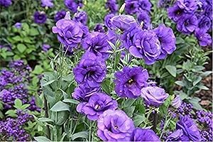 Lisianthus Seeds: Sowing the Seeds of Sincere Love