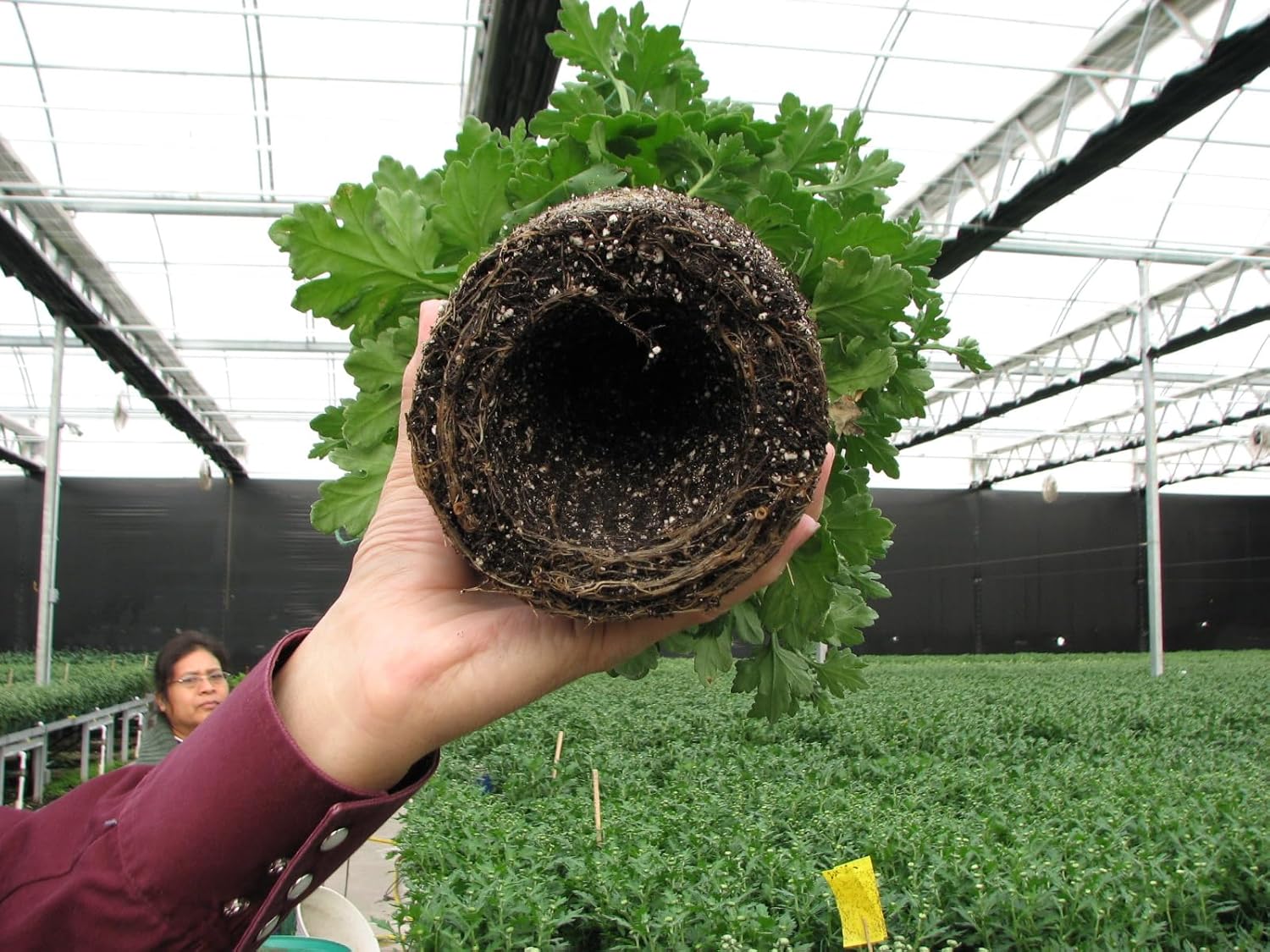 Plant Lover's Companion. Air Prunes Roots. Prevents Root Rot and Overwatering. Stronger, Healthier Plants. Indoor. Outdoor. Reusable. Multi Set of 12.