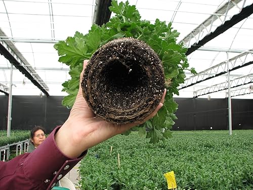 Miniatura 5 de Root Warrior. Evita suelos anegados. Juego de 5. Reutilizables. 8 pulgadas de alto. 8.5 pulgadas de ancho. 8.5 pulgadas de profundidad. Ideal para