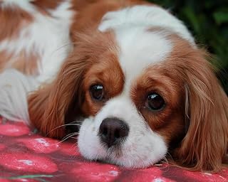 ZUVRDIAI DIY Paint by Numbers Cavalier King Charles Spaniel Canvas Oil Painting Kit for Adults 16"x20" Drawing Paintwork with Paintbrushes Acrylic Paints