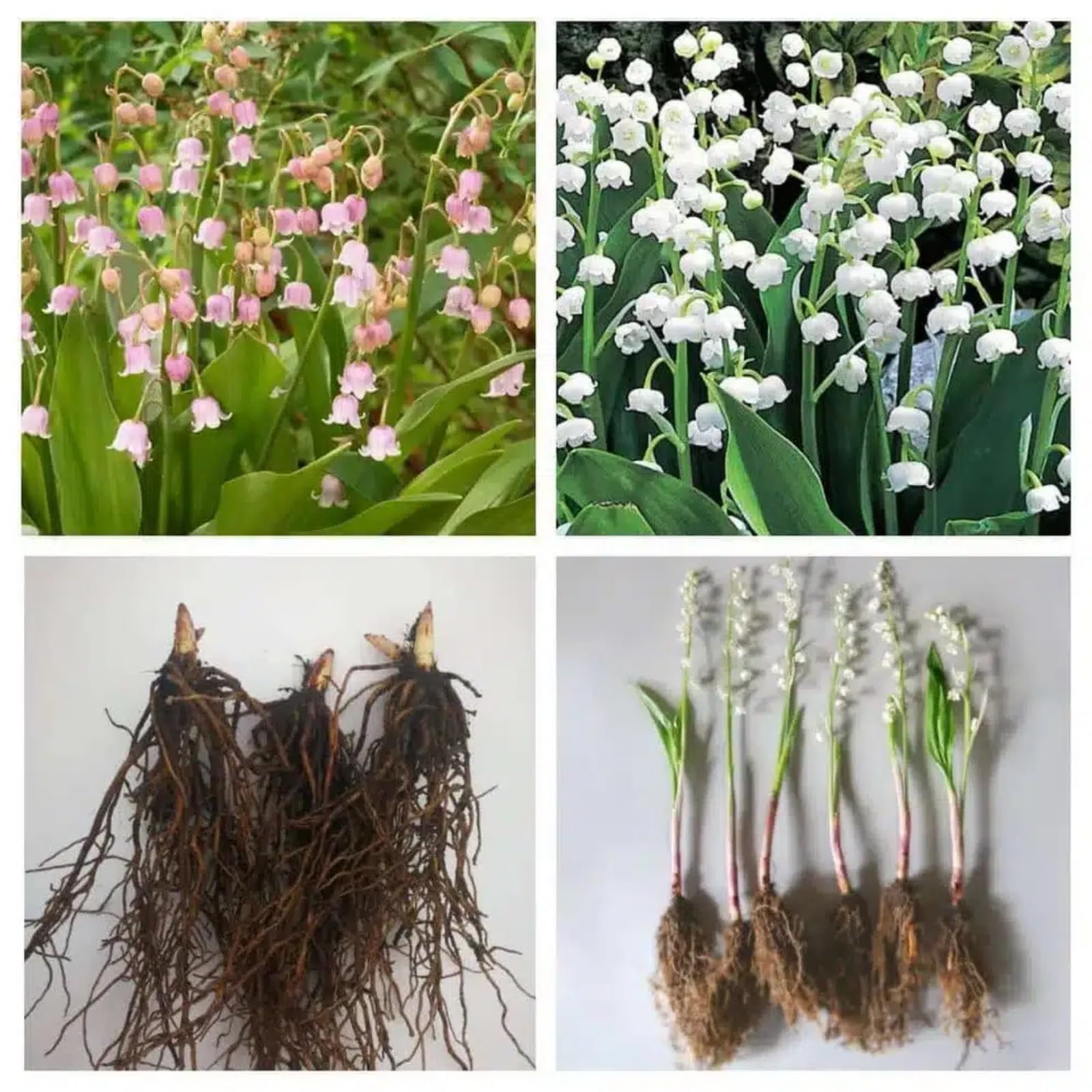 Lily of the Valley Bulbs UK,Potted-Plants-Rhizome,Lily of the Valley Plants for Garden,Excellent Display-15 Bulbs-A