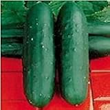 Dasher II Cucumbers Seeds (40 Seeds) Seeds for Planting, Farm, Growing in Garden, Greenhouse, Vegetable, Fruit