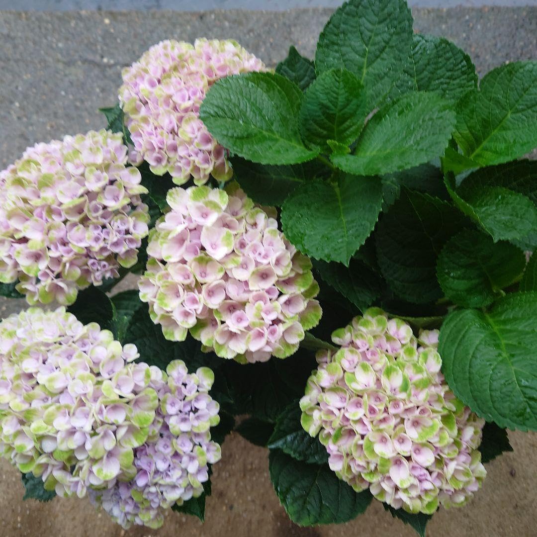 Amazon｜紫陽花 マジカルレボリューション 5号鉢｜観葉植物 オンライン通販