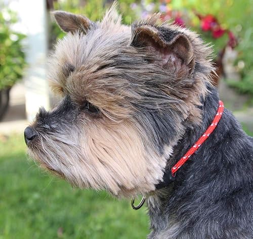 Miniatura 2 de National Strap - Collar de identificación de cuerda fina de montaña para perros XSde juguete (6 a 12 pulgadas), rojo tulipán, el collar original de