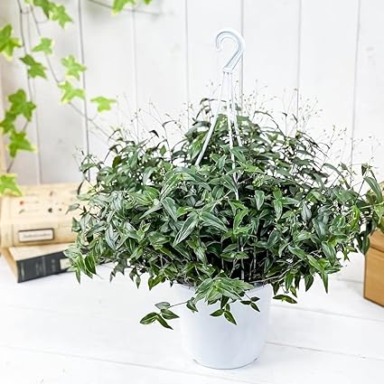 Amazon Co Jp 観葉植物 ブライダルベール 5号吊り鉢 受け皿付き 育て方説明書付き Gibasis Pellucida ギバシス ペルキダ Diy 工具 ガーデン Amazon Co Jp 観葉植物 ブライダルベール 5号吊り鉢 受け皿付き 育て方説明書付き Gibasis Pellucida ギバシス ペルキダ Diy 工具 ガーデン