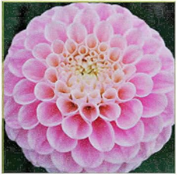 Pink Oz Dahlia - 5 Gallon Size Bare Root Tuber - Stunning Pink Blooms for Spring Planting 2025 - Ideal for Gardens and Floral Displays