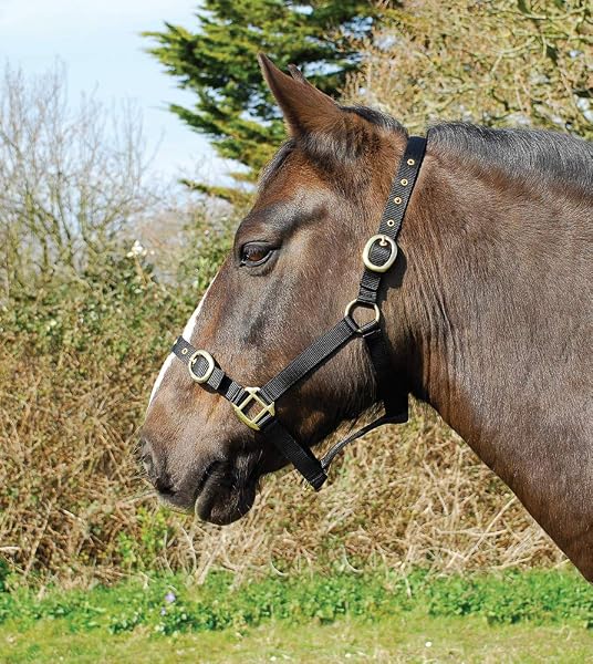 Rhinegold Nylon Headcollar - Pony - Black - 1