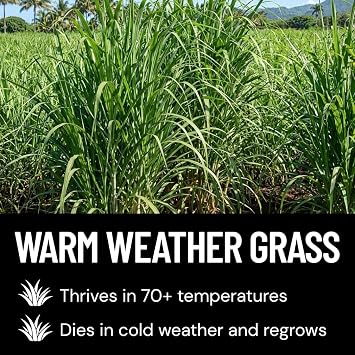 Elephant Grass Seeds (100 Pack) Fast Growing Tall Ornamental Grass up to 15 Ft Heat Tolerant Perennial for Privacy Screens, Windbreaks, Landscaping, Erosion Control, Full Sun Garden Plants