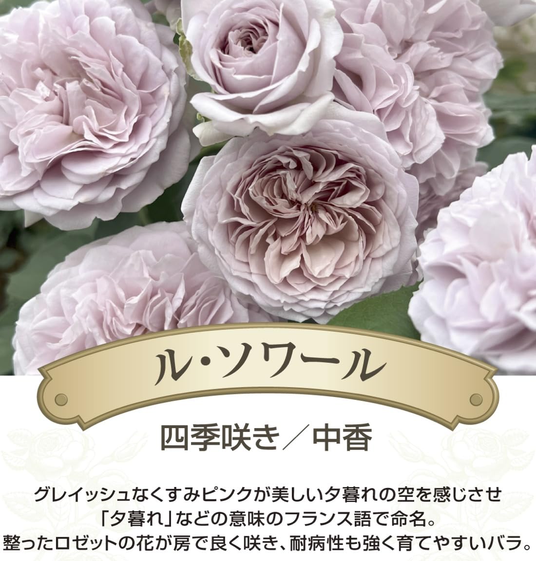Amazon.co.jp: [ ル ソワール バラ 新苗 4号鉢 ] バラ苗 鉢植え 薔薇