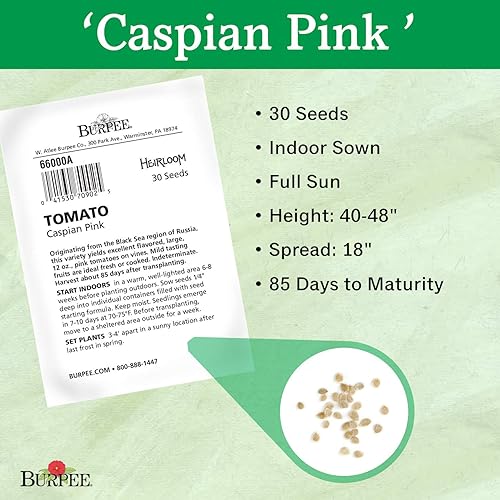 Miniatura 3 de Burpee Heirloom Caspian Pink  Tomate grande de carne de res rosa  30 semillas