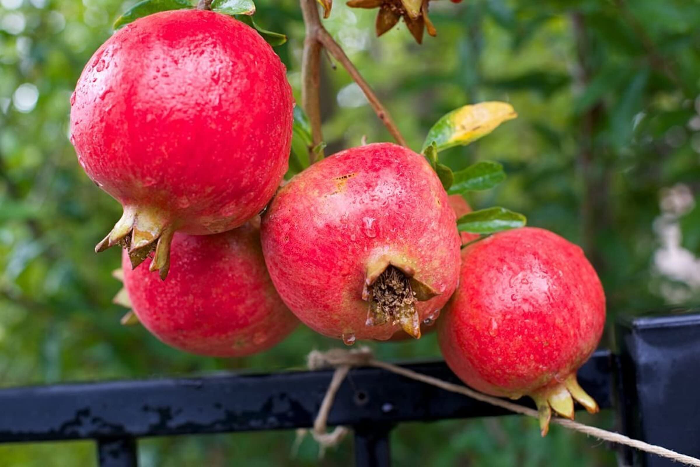 See full amazon price history chart for ONLINE PLANT BAZAR Super Bhagwa Pomegranate Anar Fruit Dwarf Variety Live Plant ONLINE PLANT BAZAR Super Bhagwa Pomegranate Anar Fruit Dwarf Variety Live Plant (B0BWW7Q6GB) Amazon Price History, Amazon Price Tracker