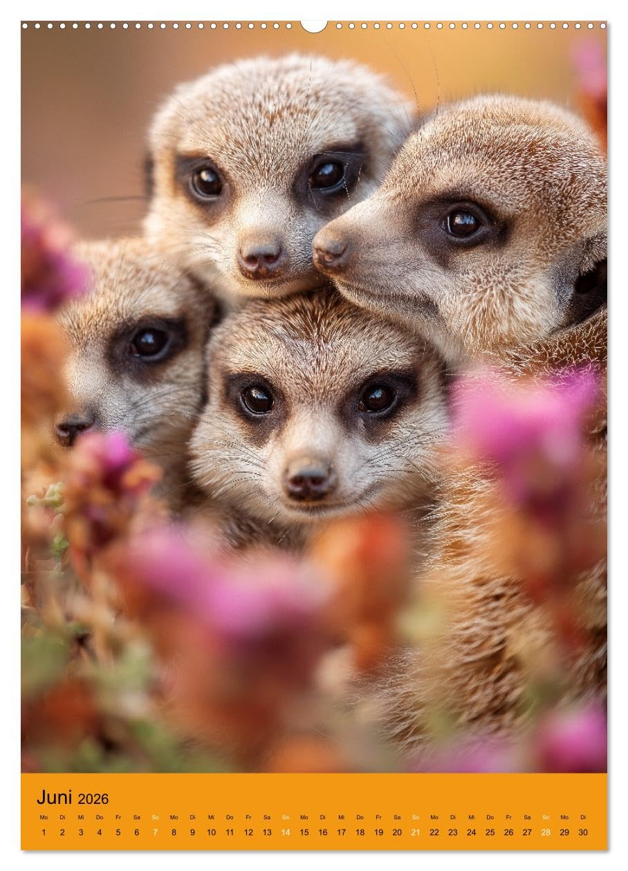 Die Erdmännchen Familie - Kalender der niedlichen Tiere (hochwertiger Premium Wandkalender 2026 DIN A2 hoch), Kunstdruck in Hochglanz: Erdmännchen ... und niedlichen Tieren. (CALVENDO Tiere)