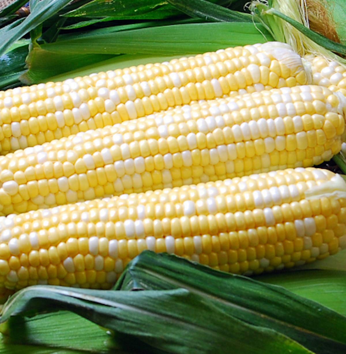 PAPAW'S GARDEN SUPPLY LLC. Helping The Next Generation Grow! Ambrosia Sweet Corn Treated Seeds, Non-GMO, 1 Pack of 400 Vegetable Seeds