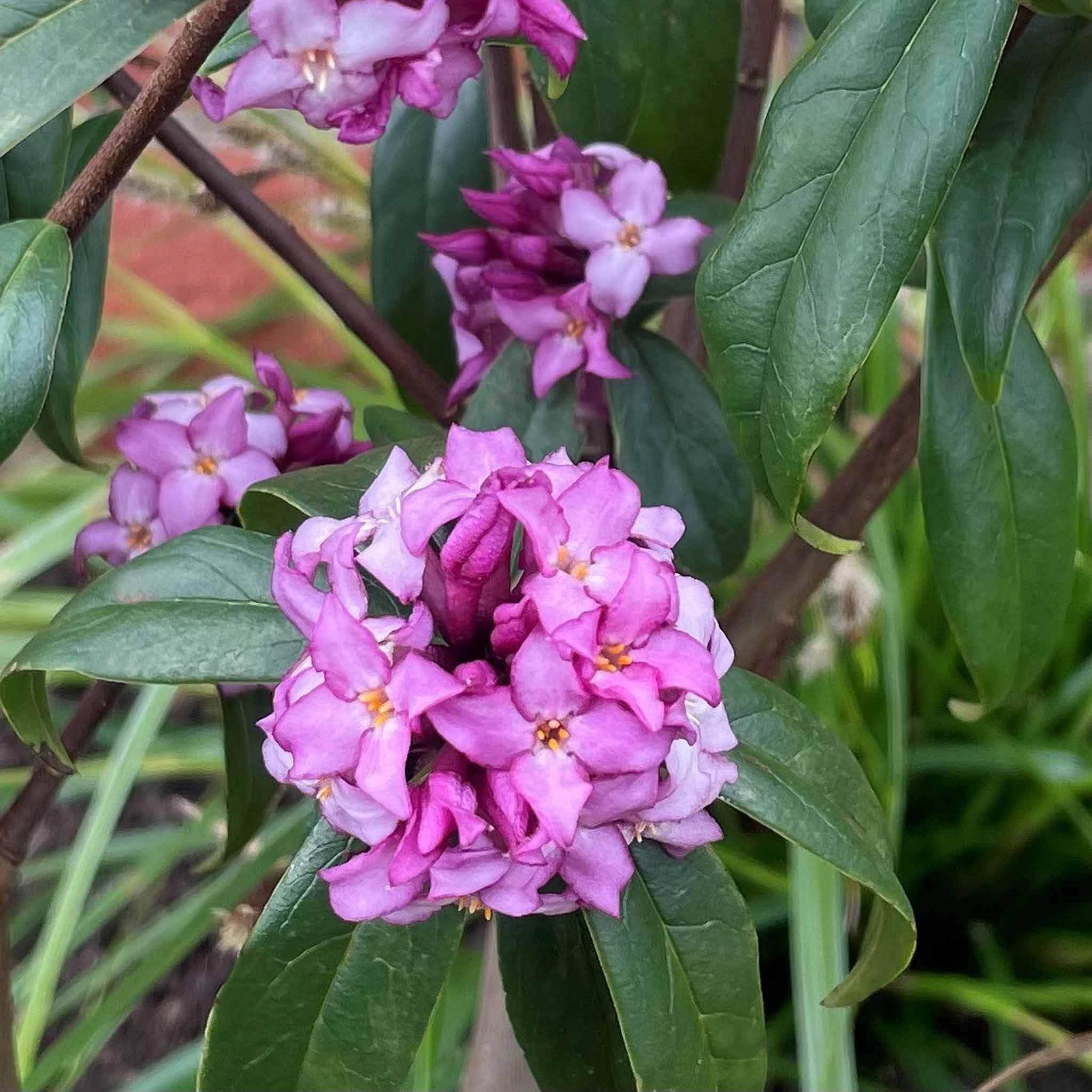 Marshalls Garden Daphne 'Mary Rose' 9cm - Compact Fragrant Evergreen Shrub