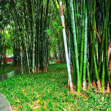 300 Bamboo Seeds Giant Exotic Fast Growing Moso Bamboo Privacy Screen PeavyTailor Phyllostachys Edulis
