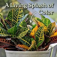 Vista 2 de Planta Croton Petra - Planta Tropical de Follaje Viva - Altura Total de 20" a 24" - Plantas Tropicales de Florida