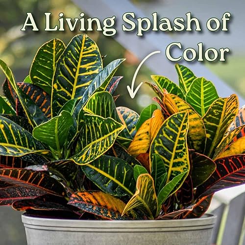 Miniatura 2 de Planta Croton Petra - Planta Tropical de Follaje Viva - Altura Total de 20" a 24" - Plantas Tropicales de Florida