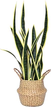 Sponsored Ad - Hanamono 31.5" Artificial Snake Plant, Faux Potted Plants Large Tropical Sansevieria Home Decor Indoor Outd...