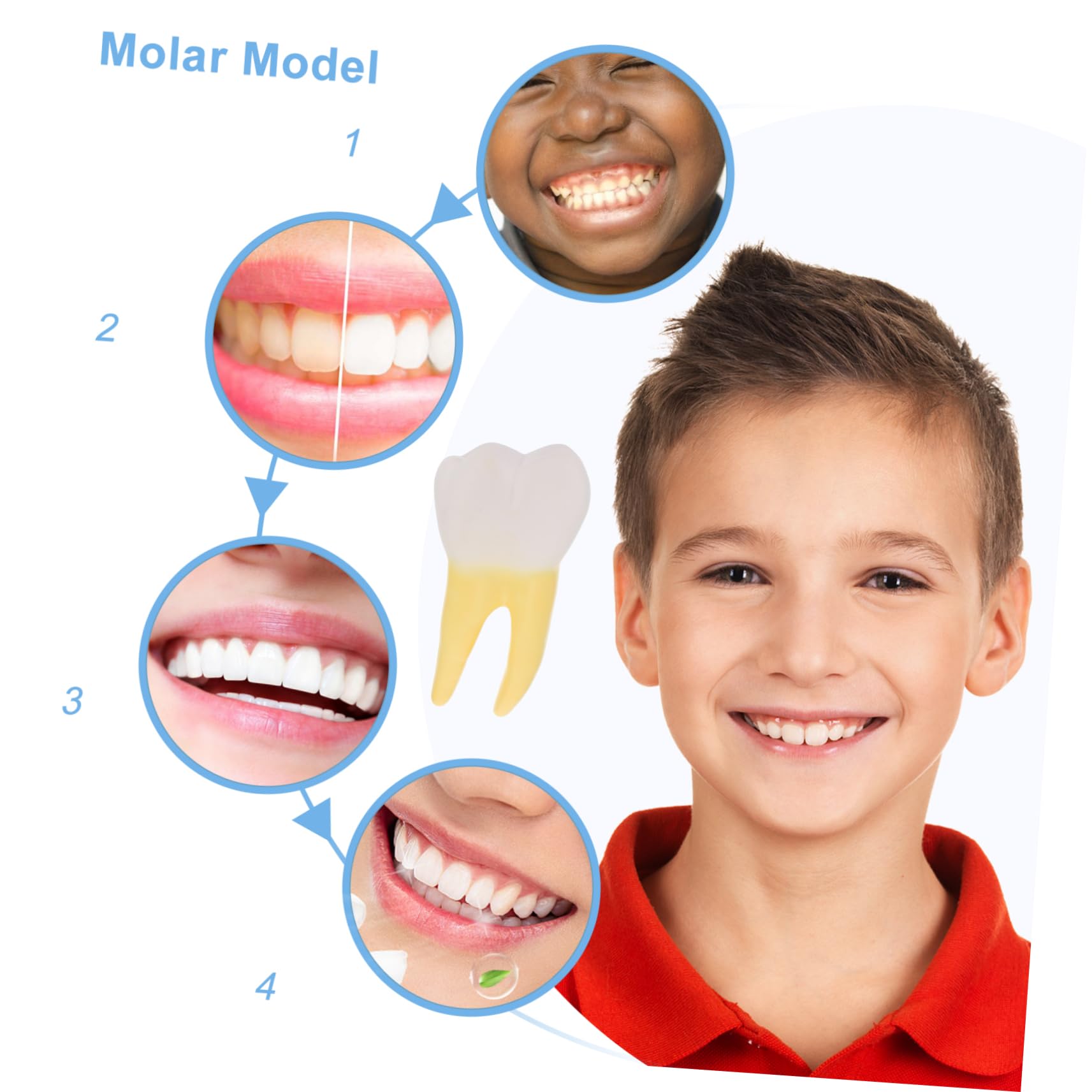 Herramienta Para Clínica Modelo Molar Para Demostración Muestra Con Detalles Realistas